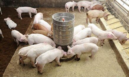腊肉制作对猪价的支撑或将在12月中旬起作用