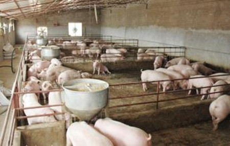 猪呼吸道疾病药物应用与研究进展