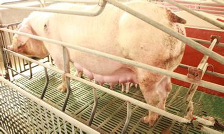 哺乳母猪热应激防控新方法