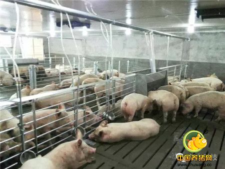 贺湖南爱普乐斯衡阳基地母猪正式生产