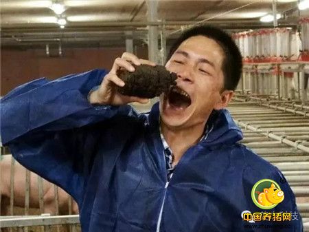 贺湖南爱普乐斯衡阳基地母猪正式生产