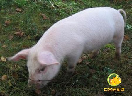 主要侵害哺乳仔猪和育肥猪的猪圆环病毒病