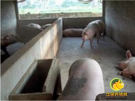 猪场如何正确做好后备母猪发情和配种