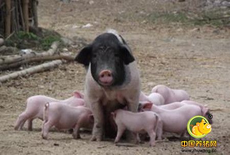 母猪缺乳症的预防