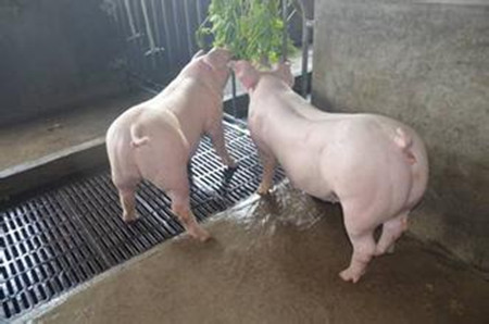 畜牧生产母猪高产技巧