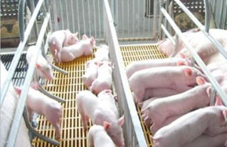 自繁自养的猪场，如何做好防疫？