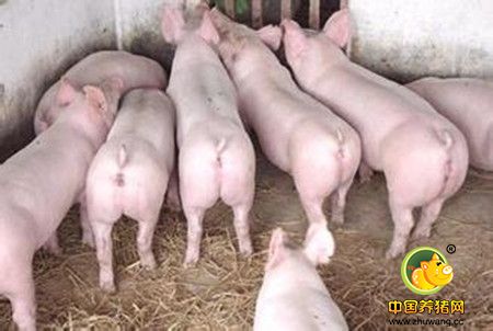 造成养猪场效益低的隐形杀手竟是营养浪费！