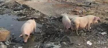 对不起，今天养猪人向全国人民道歉！