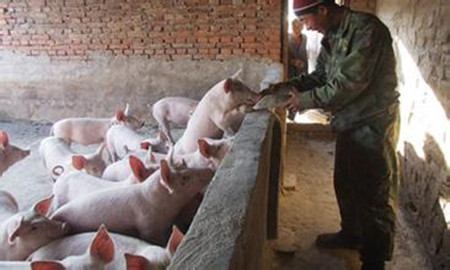冬季养猪需要预防猪的气喘病