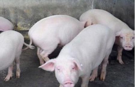 保育猪早期护理中的饲料营养