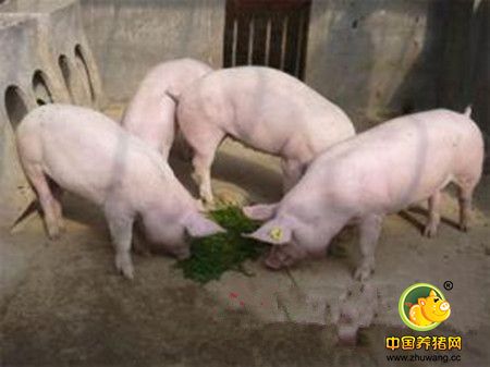 养猪饲喂方法解决夏季高温增重慢的问题