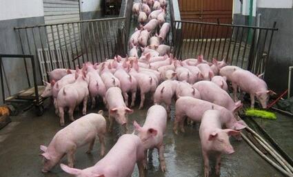 跟风或造成下一轮产能过剩，为何生猪市场退出快于进入？