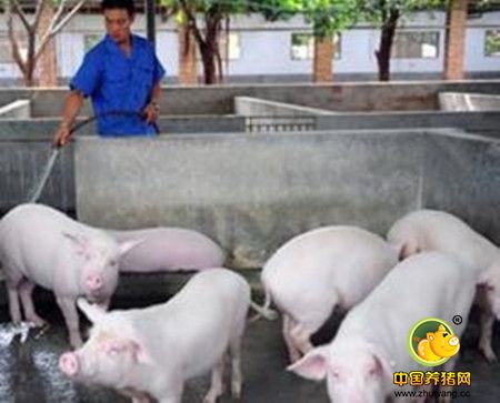 青饲料养猪的多种利用方法