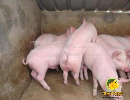 按照猪的营养需要配制日粮,提高猪的饲料转化率