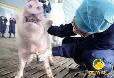 猪场兽医需反思 别因“治”病而“致”病！十年经验也不一定能避免……