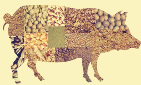 11月份第4周畜产品和饲料集贸市场价格情况