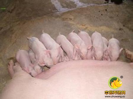 母猪第一胎泌乳期乳头正确使用的重要性