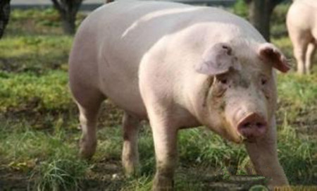 临床上保育舍断奶猪生长停滞和体重下降现象的原因