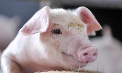 低价洋猪肉“围攻” ，“本土猪”市场遭冲击