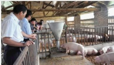 养猪场利用太阳能实现能源自给，做新能源的参与者