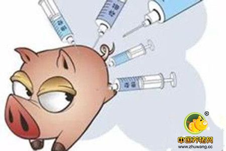 王爱国：猪用疫苗免疫并非用的越多越好