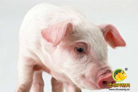 改善猪场饲养管理减少子猪呼吸道疾病
