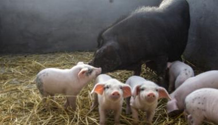 对近期流行的保育猪呼吸系统疾病的总结
