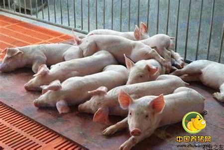 春季养猪要重视猪呼吸道疾病