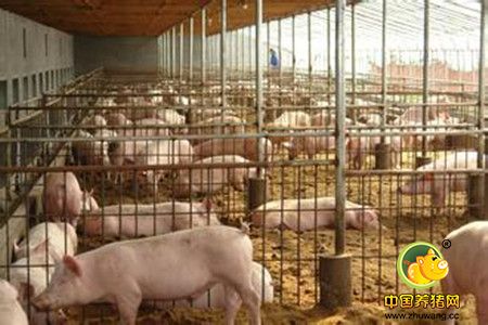 猪场猪舍湿度对猪生长有哪些方面影响