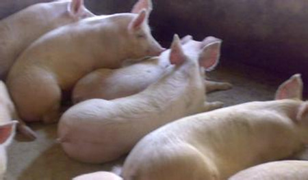 怎样理解猪的饲养标准?