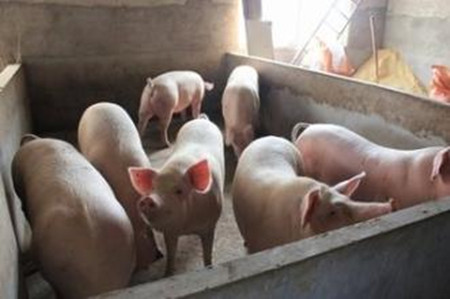 生猪育肥饲料的选用以及喂养的方式