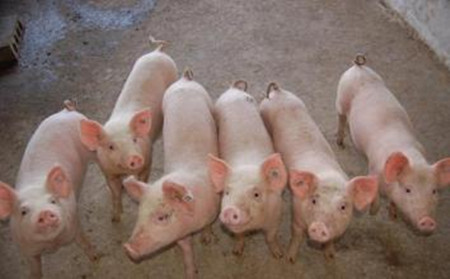猪病常用抗菌药物分类_兽药常识