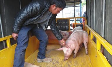 国家要在猪病上搞点事你知道吗？
