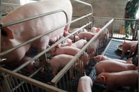 巧用生殖激素提高母猪繁殖率