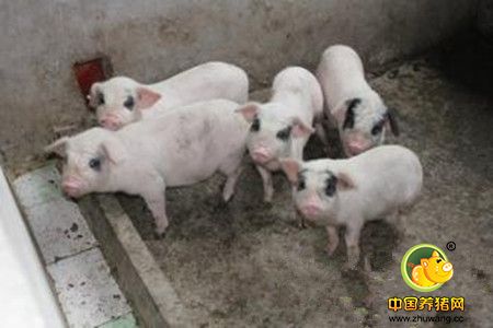 秋季猪的保健方案