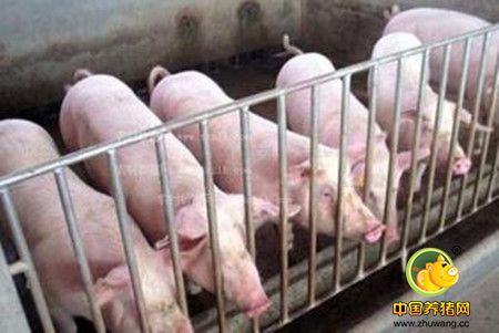 养猪场饲料成本控制详解及建议