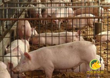 环保高压之下养猪人的生存之路在哪里？