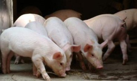 如何降低生猪饲养成本