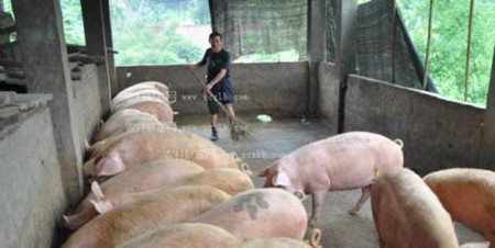 养猪正确使用十种消毒防腐药的方法