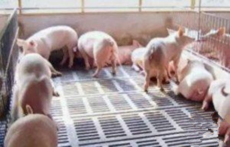 　　养猪场普遍采用漏缝地板的原因分析