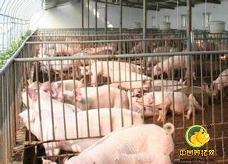 夏季养猪场的土法防蚊招数
