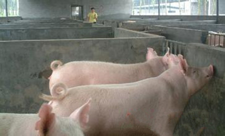 瘦肉型猪氨基酸营养需及对效益影响