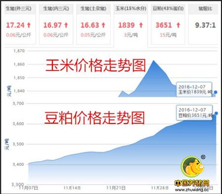 12月07日猪评：西南猪价最高华南最低 仔猪价格下跌0.2%