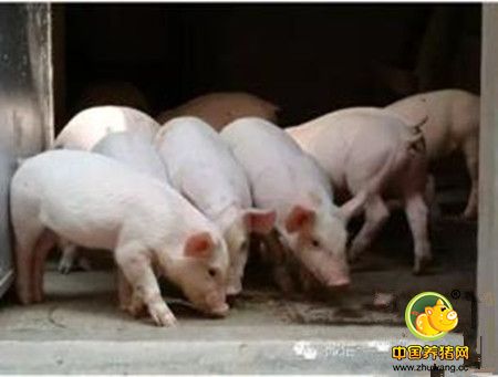 辨证析因防猪呼吸道病