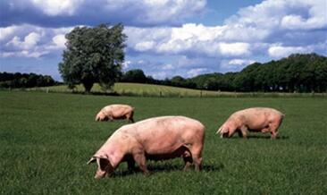 业内普遍认为12-1月猪价将进入普涨态势