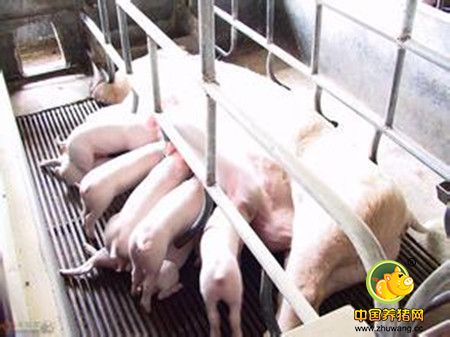 仔猪养殖时寄生虫性腹泻