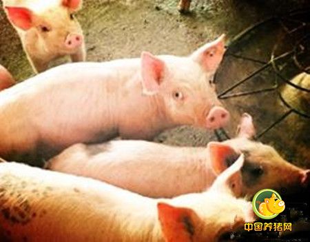 冬季猪常见呼吸道传染病的综合防治