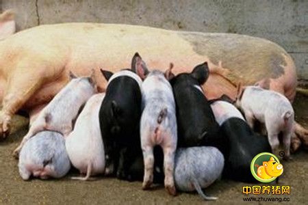 养猪过程中益母草在母猪的临床中的应用