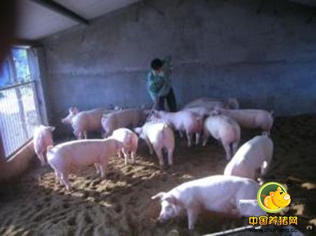 养猪过程中多拉菌素在猪寄生虫病的应用