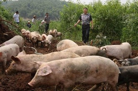 猪场附近的地势和地形对养猪的影响